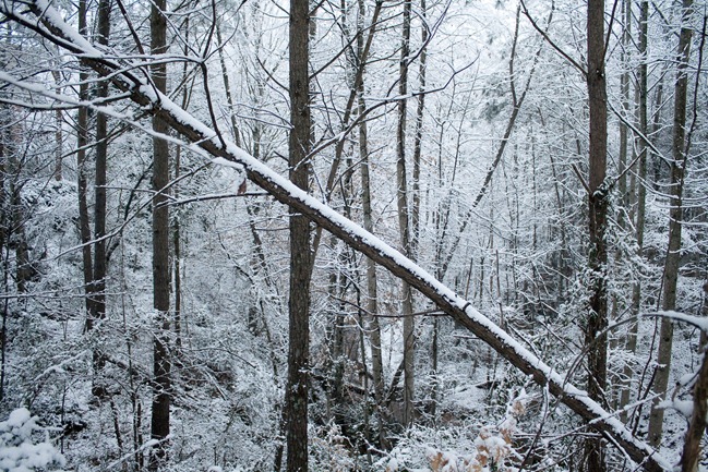 February 2010 Snowstorm-7