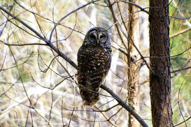 owlie