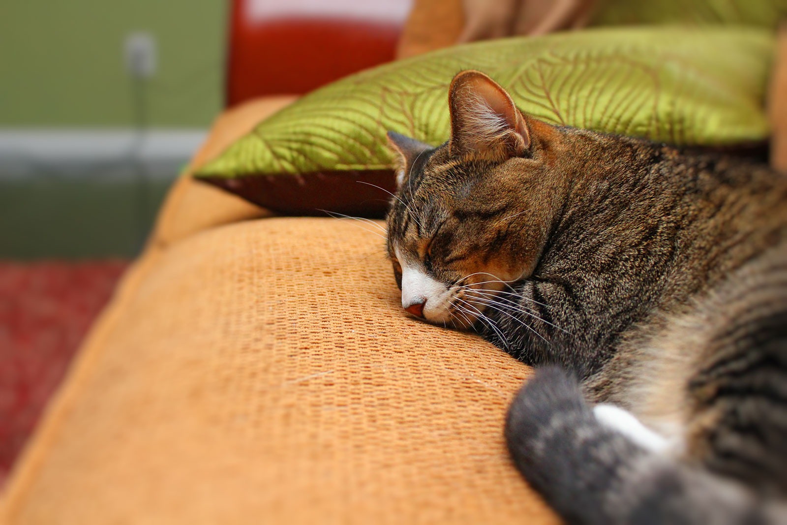 sleeping_kitty.jpg