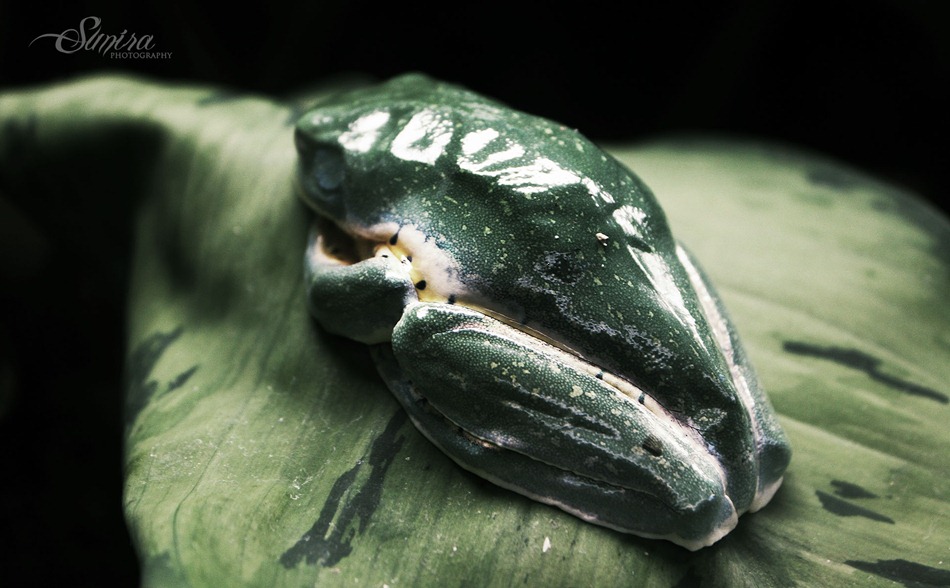 frog frog