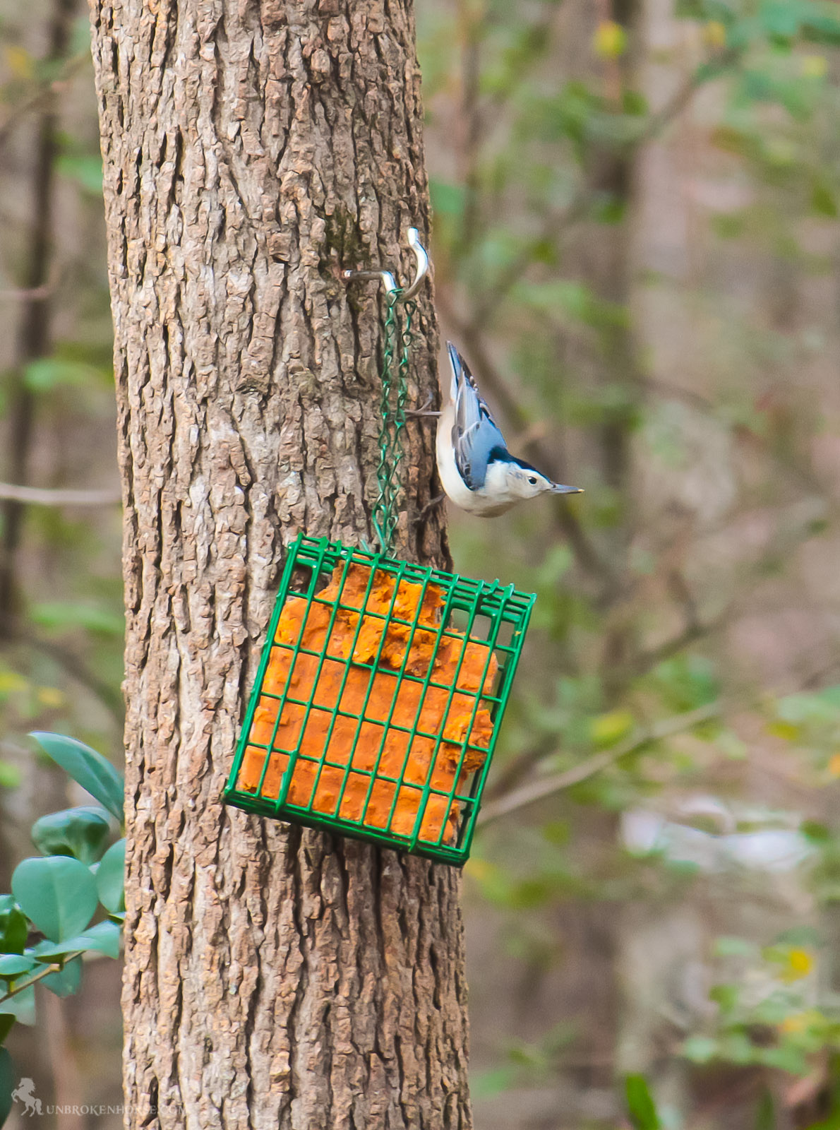 A common feeder bird with clean black, gray, and white markings, White-breasted Nuthatches are active, agile little birds with an appetite for insects and large, meaty seeds. They get their common name from their habit of jamming large nuts and acorns into tree bark, then whacking them with their sharp bill to “hatch” out the seed from the inside. White-breasted Nuthatches may be small but their voices are loud, and often their insistent nasal yammering will lead you right to them.