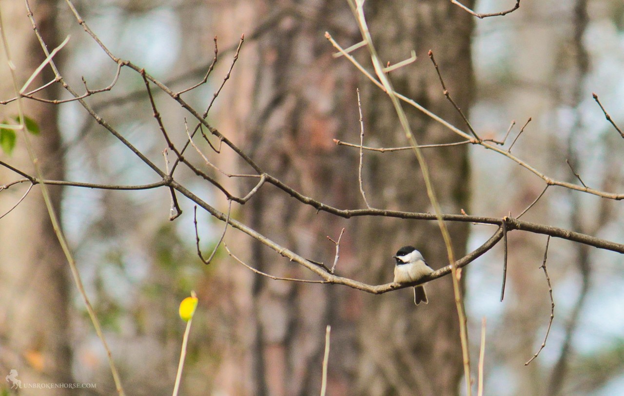 John James Audubon named this bird while he was in South Carolina. The curious, intelligent Carolina Chickadee looks very much like a Black-capped Chickadee, with a black cap, black bib, gray wings and back, and whitish underside. Carolina and Black-capped chickadees hybridize in the area where their ranges overlap, but the two species probably diverged more than 250,000 years ago.