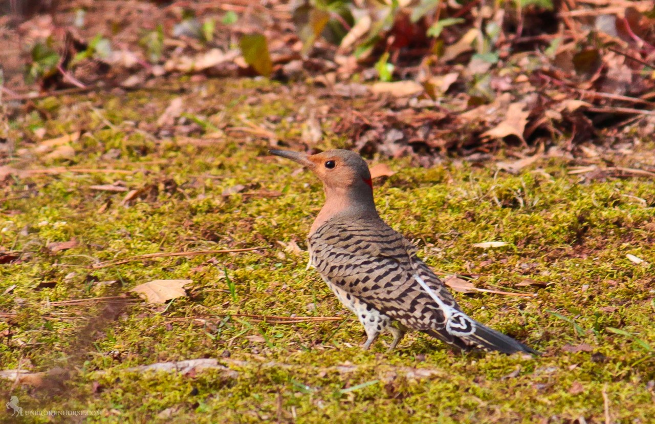 Northern Flickers are large, brown woodpeckers with a gentle expression and handsome black-scalloped plumage. On walks, don\'t be surprised if you scare one up from the ground. It\'s not where you\'d expect to find a woodpecker, but flickers eat mainly ants and beetles, digging for them with their unusual, slightly curved bill. When they fly you\'ll see a flash of color in the wings – yellow if you\'re in the East, red if you\'re in the West – and a bright white flash on the rump.