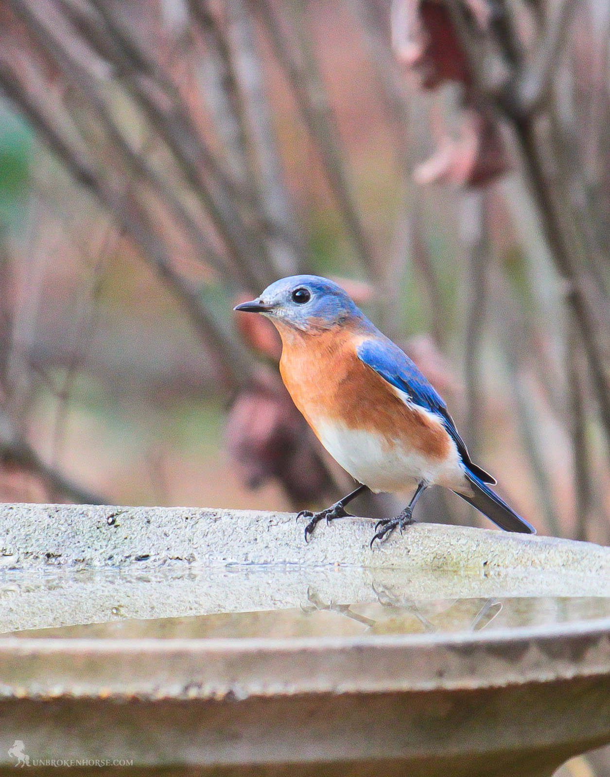 Most of the country drives during an eastern North American summer will turn up a few Eastern Bluebirds sitting on telephone wires or perched atop a nest box, calling out in a short, wavering voice or abruptly dropping to the ground after an insect. Marvelous birds to capture in your binoculars, male Eastern Bluebirds are a brilliant royal blue on the back and head, and warm red-brown on the breast. Blue tinges in the wings and tail give the grayer females an elegant look.
