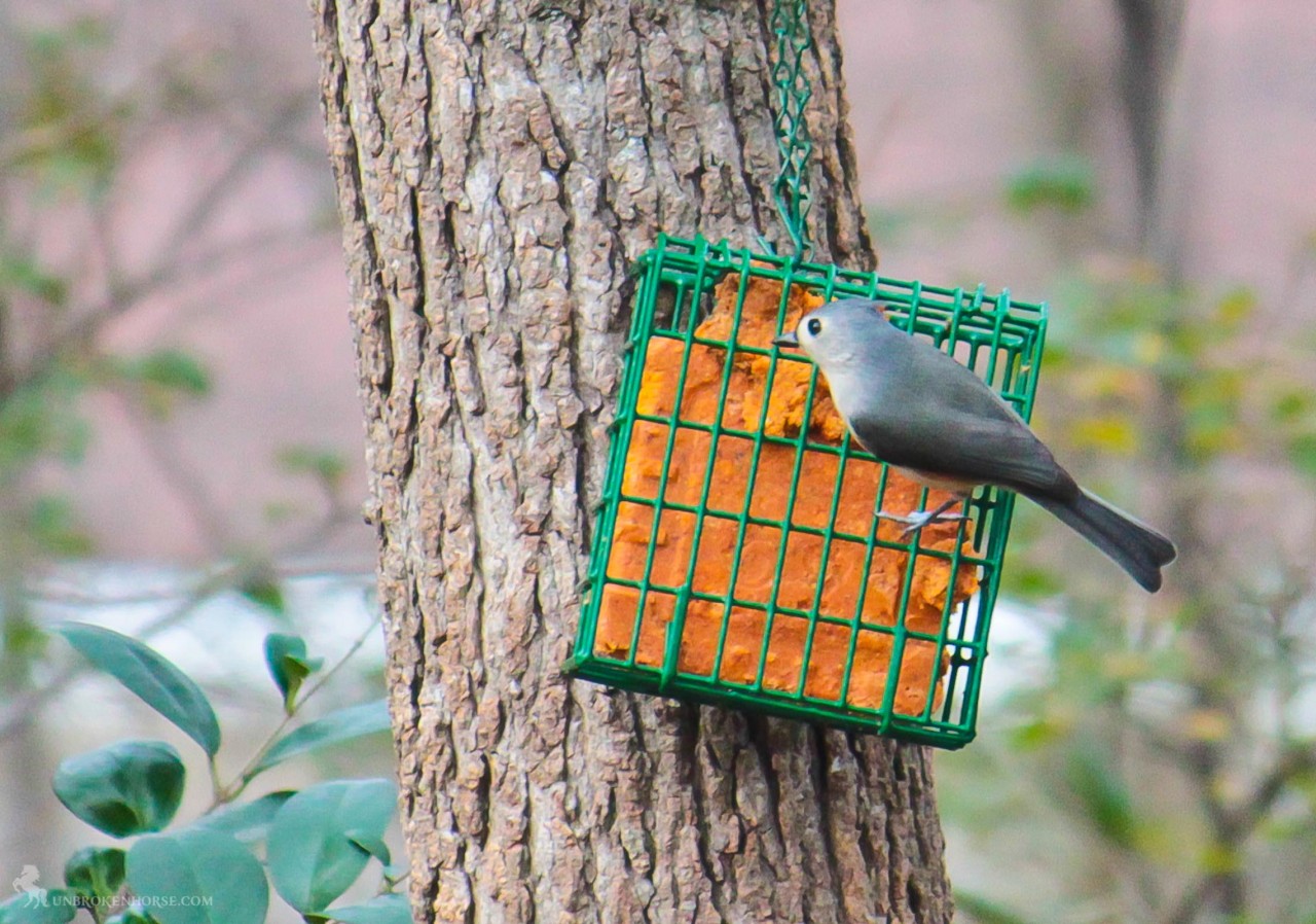 A little gray bird with an echoing voice, the Tufted Titmouse is common in eastern deciduous forests and a frequent visitor to feeders. The large black eyes, small, round bill, and brushy crest gives these birds a quiet but eager expression that matches the way they flit through canopies, hang from twig-ends, and drop in to bird feeders. When a titmouse finds a large seed, you\'ll see it carry the prize to a perch and crack it with sharp whacks of its stout bill.