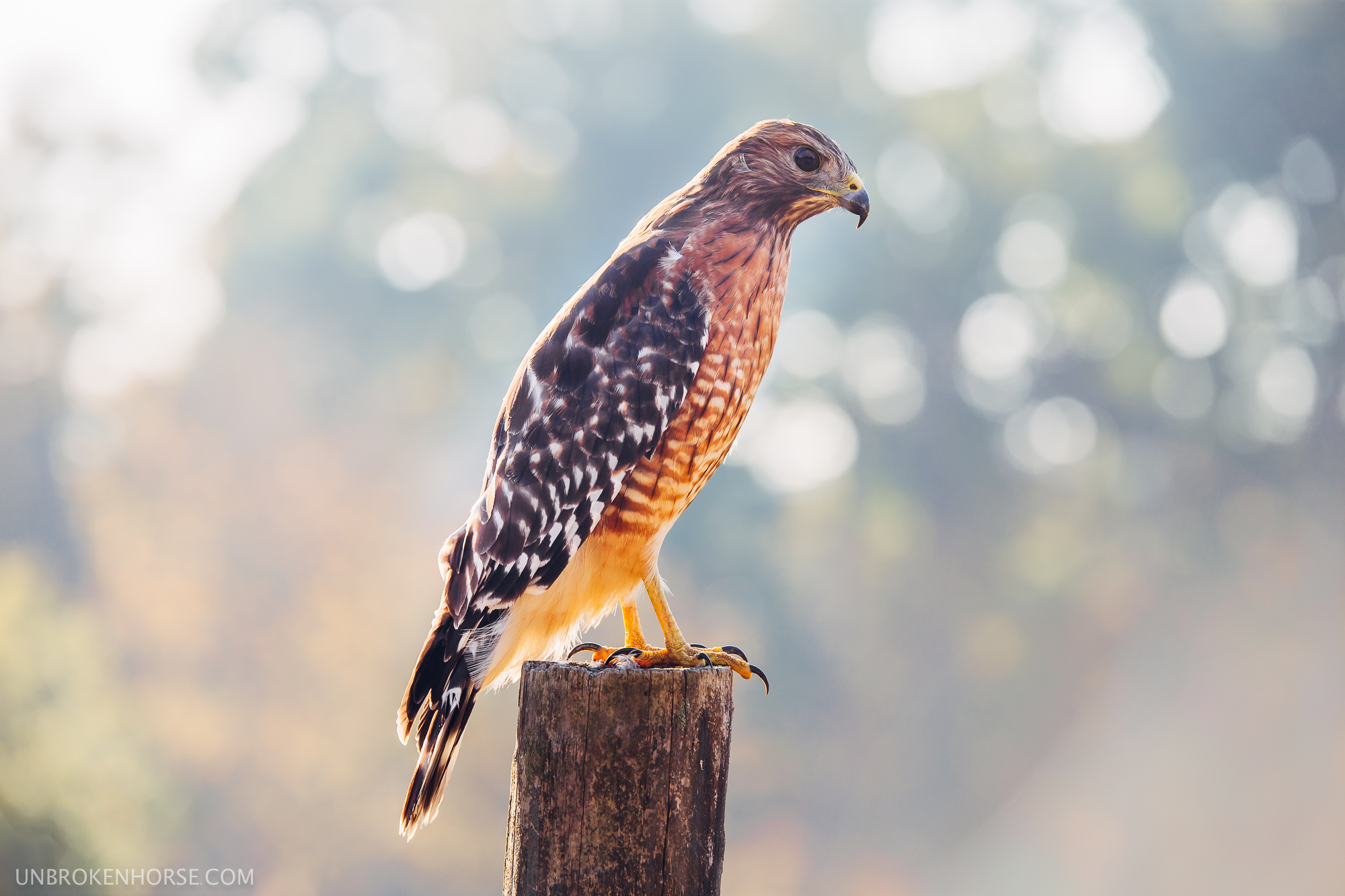 Red Shouldered Hawk
