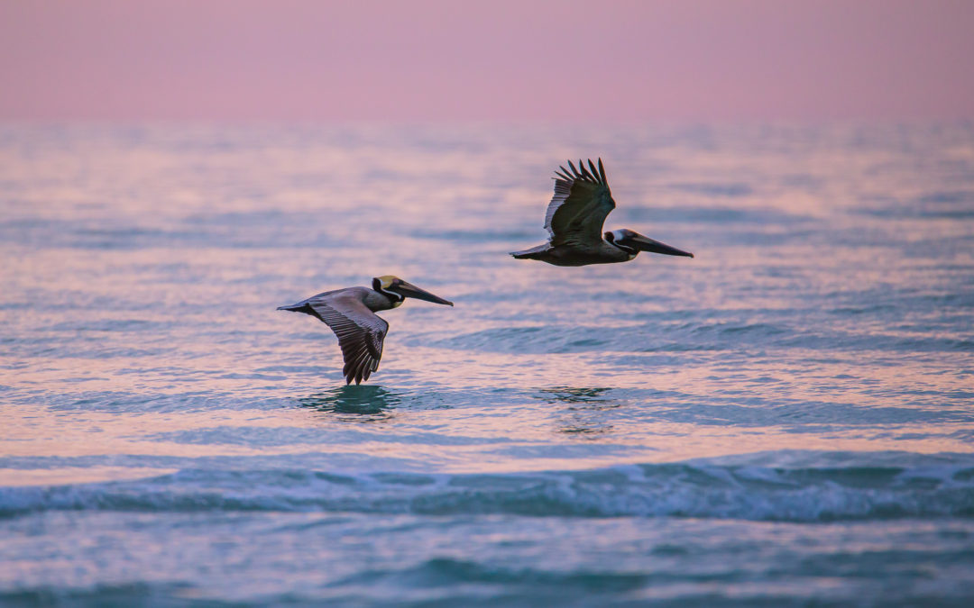 Siesta Key Seabirds